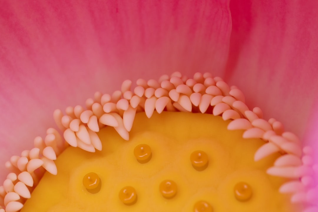 Gros plan sur des perles de citron caviar rose et vert