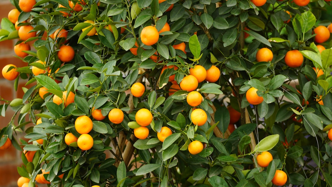 Récolte de mandarines Satsuma en plein hiver
