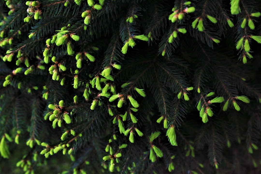 Détail d'un porte-greffe Poncirus trifoliata montrant sa structure épineuse