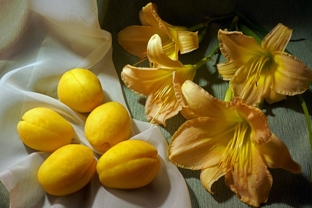 Citronnier 4 saisons avec fleurs et fruits simultanés