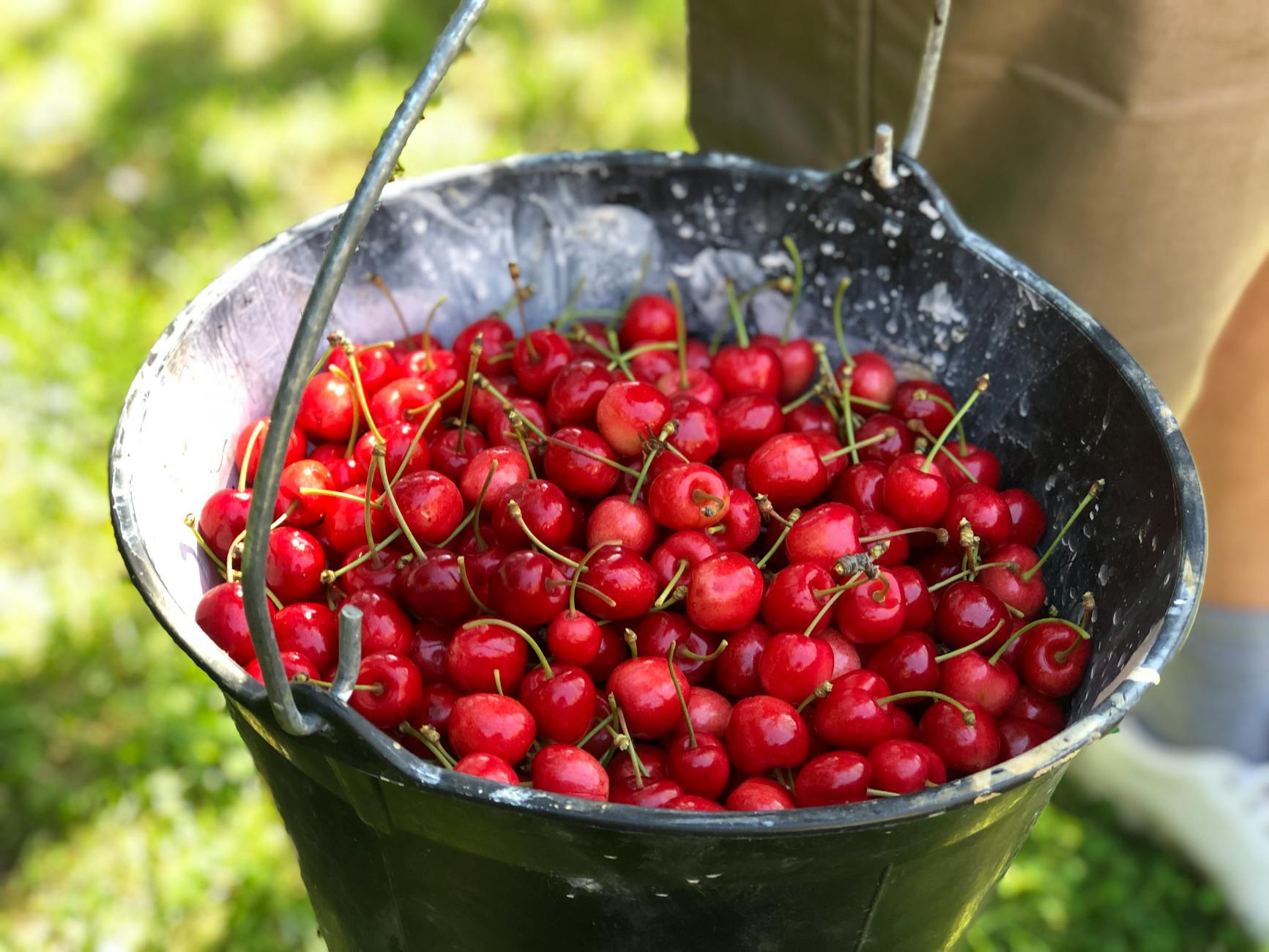 Différentes variétés de citronniers en pot sur une terrasse ensoleillée
