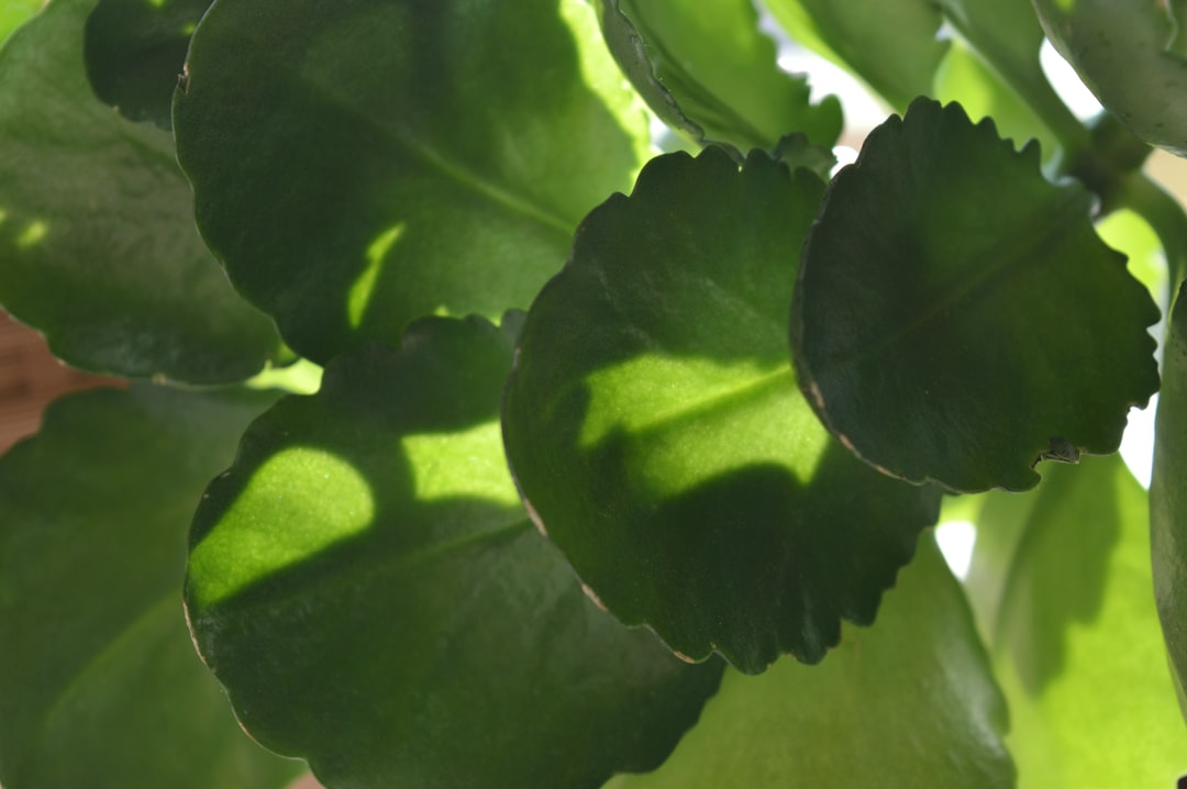 Feuille de citronnier présentant une chlorose ferrique