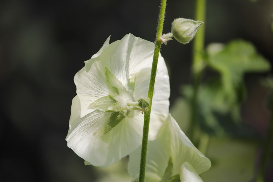 Citronnier en pot sur une terrasse ensoleillée