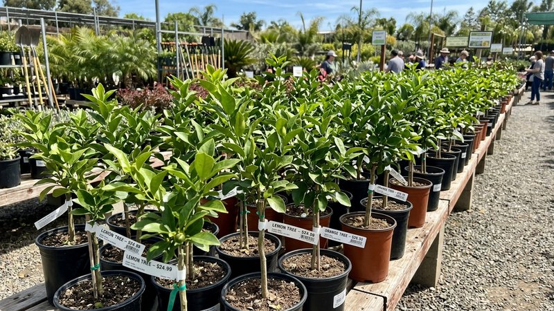 Plants d'agrumes en pépinière