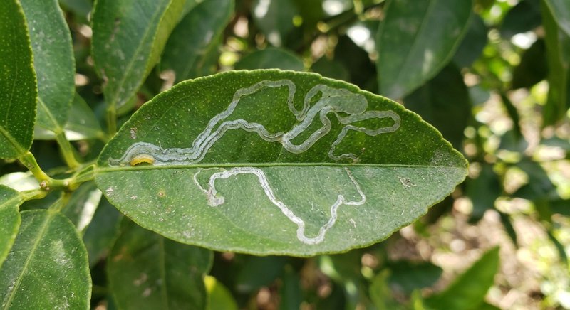 Feuille de citronnier attaquée par la mineuse des agrumes