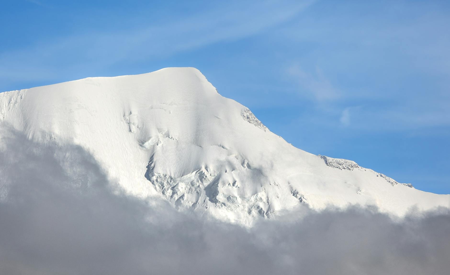 Dressage élégant de carpaccio de Saint-Jacques aux agrumes