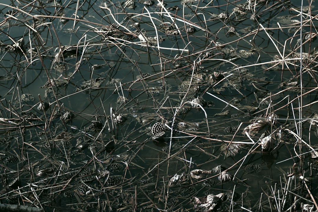 Citronnier prêt pour le rempotage avec racines apparentes